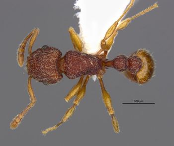 Media type: image;   Entomology 32301 Aspect: habitus dorsal view